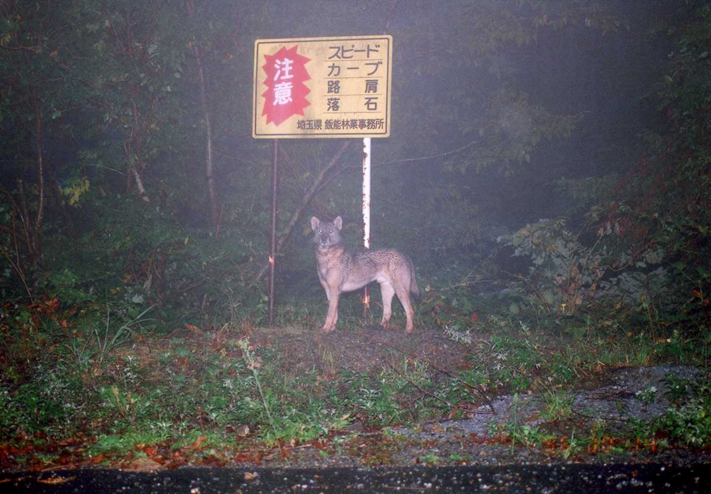 ニホンオオカミ を 探す 会